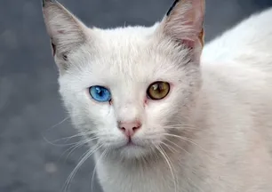 Van kedilerinin gözleri neden 2 renk? İşte bilimsel nedeni...