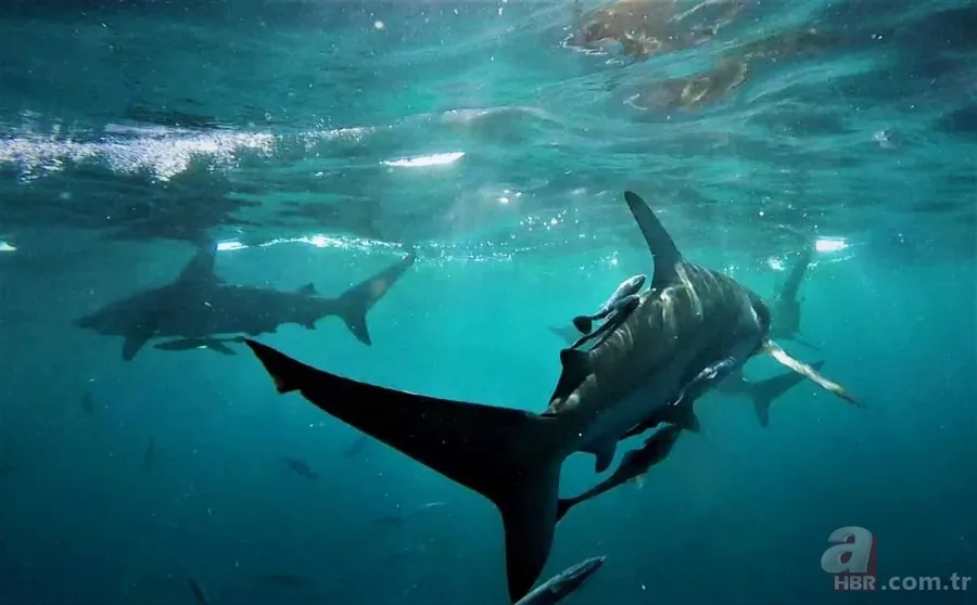Ölümle burun buruna! Denizde korkunç anlar drone kamerasında! Dev köpek balığı... 11