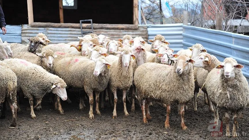 Şap hastalığı ne demek? Şap virüsü nedir? Hayvandan insana bulaşır mı, öldürür mü? Nasıl bulaşır, zararları neler? 6