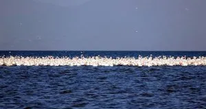 Van Gölü’nde görsel şölen! İlk kafile geldi