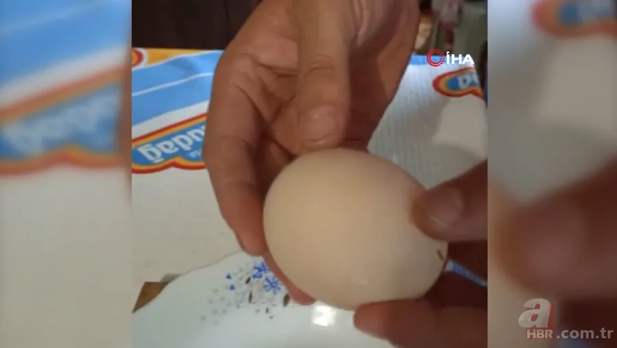 Kümese girdi başına talih kuşu kondu! Tavuğu servet yumurtladı 7