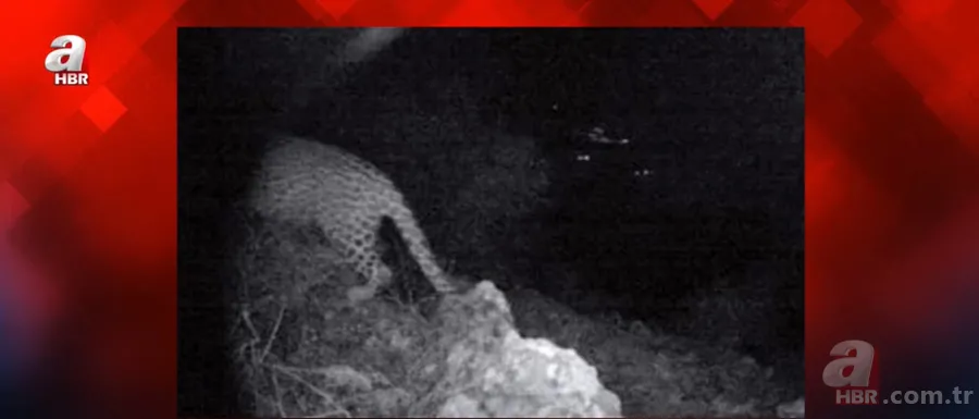 Cezası 1 milyon TL! Nesli tükenen tür 18 ilde aranacak 9