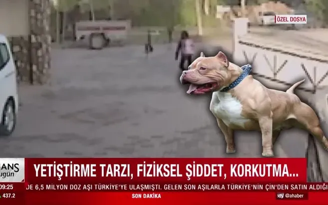 pitbull irki kopekler neden saldirir ahaber video izle pitbull irki kopekler neden saldirir ahaber video izle