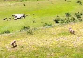 Karşılıklı pusu! Drone böyle görüntüledi