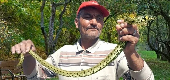 Kayseri’de yılan avcısı metresi 300 liraya eliyle yılan yakalıyor
