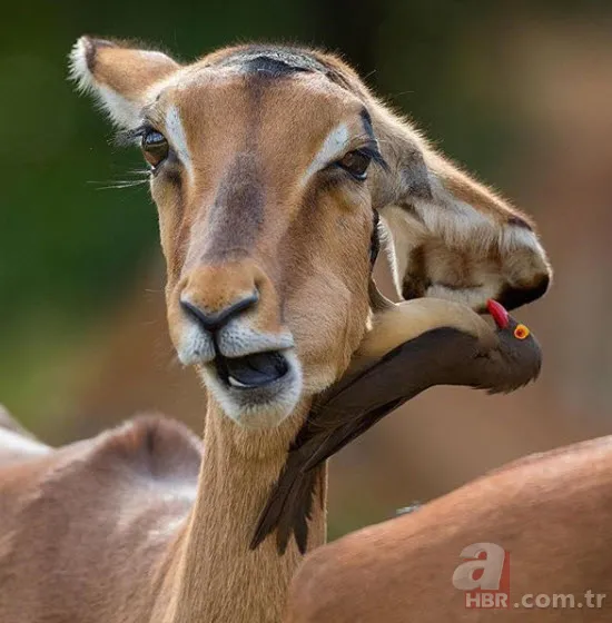 Böylesini daha önce hiç görmediniz 14