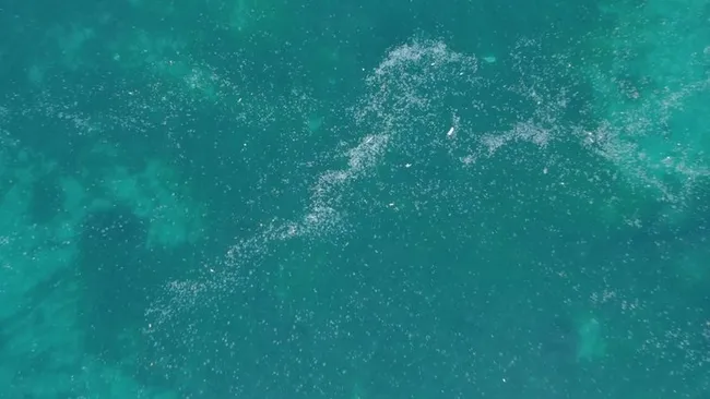 İstanbul Boğazı’nda denizanası istilası sualtından görüntülendi