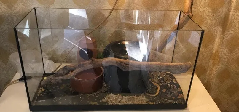 Son dakika: Pitonlu tefecilik şebekesi çökertildi! 4 kişilik siyanürlü ölümün sır perdesi aralanıyor