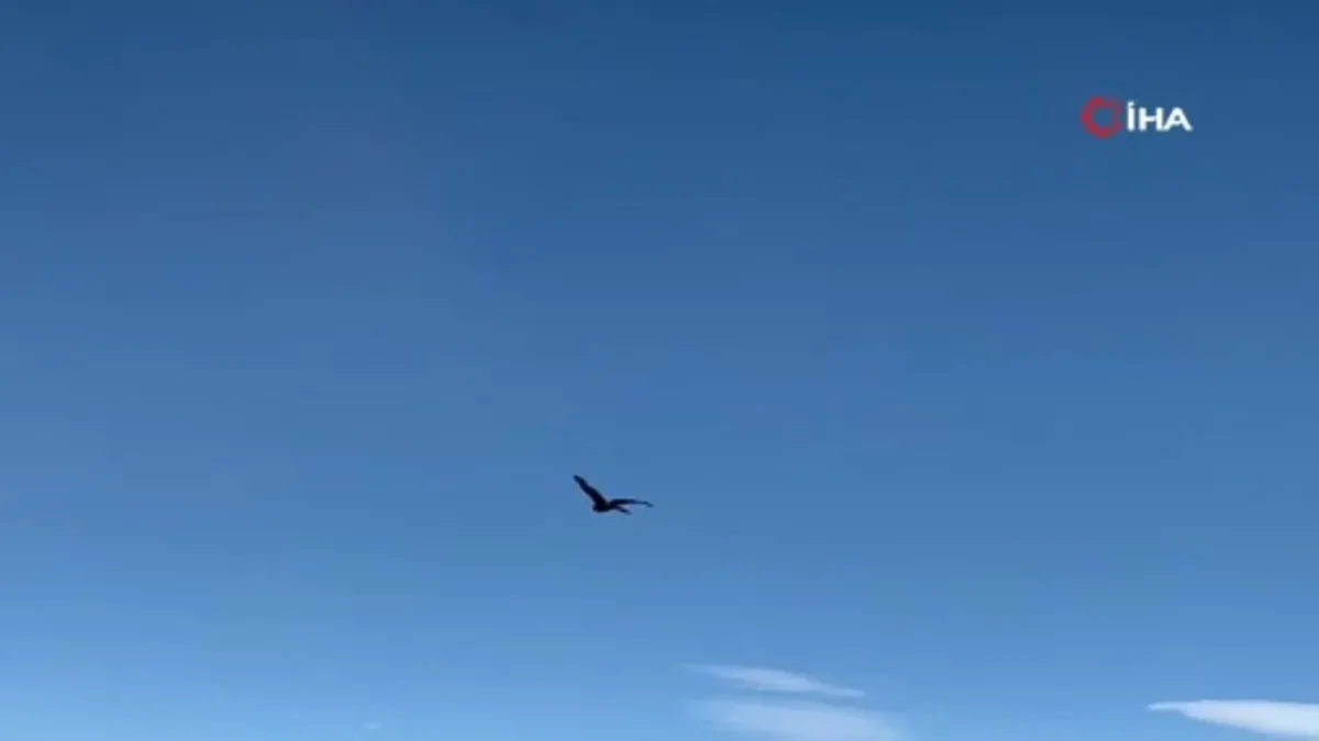 Erzurum’da arı şahini özgürlüğüne kavuştu