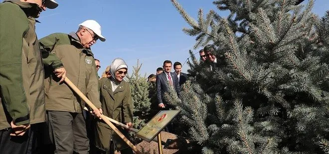 Cumhuriyet tarihi rekoru kırıldı! AK Parti ikiye katladı: 19 yılda 6,5 milyar fidan