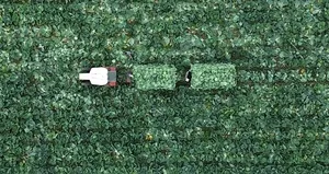 Beyaz lahana hasadı başladı