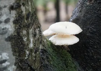 Son yemeğiniz olabilir! Panzehiri yok