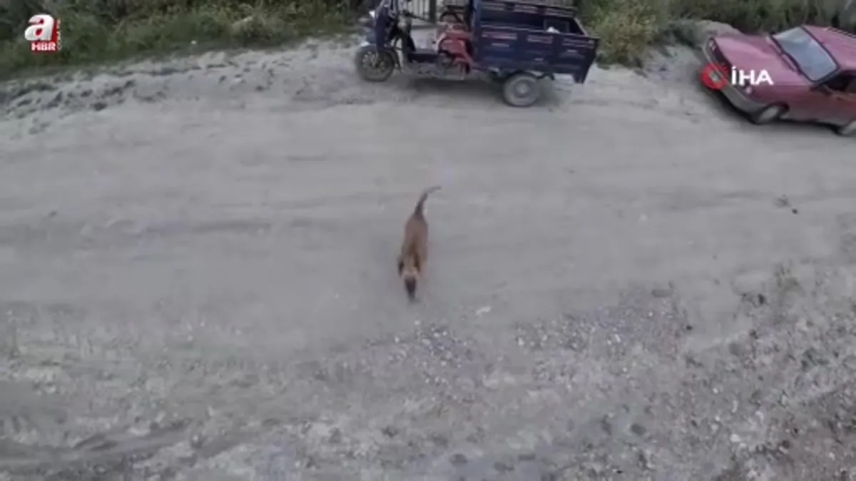 Sinop’ta köpeğin dronla imtihanı