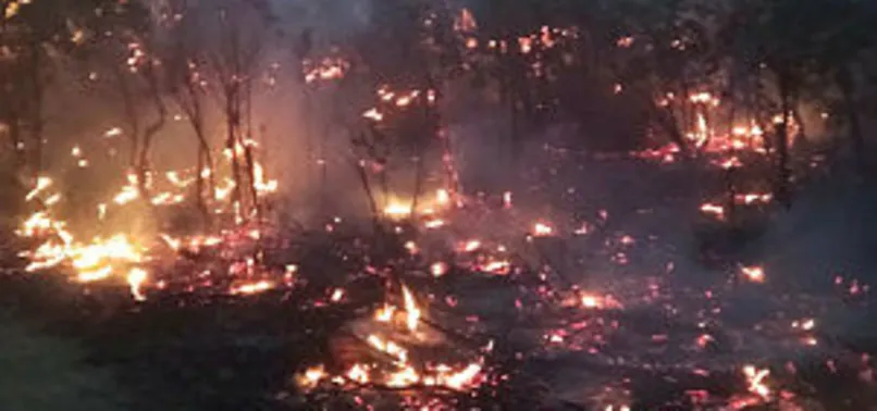 Siirt’te orman yangını! Birçok ilden destek istendi