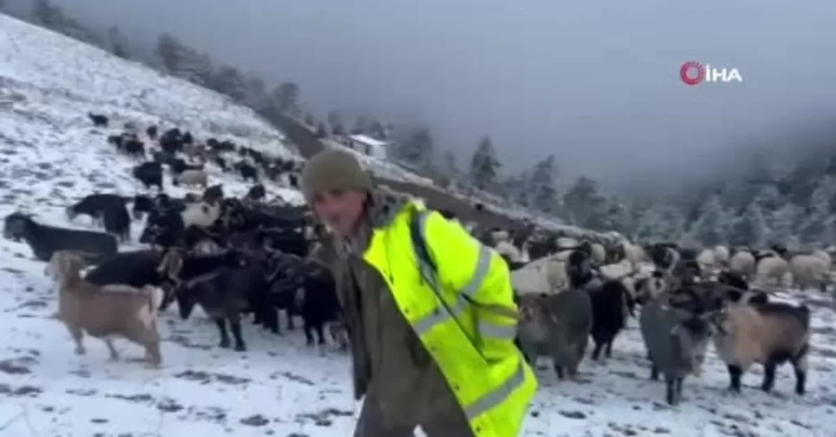 Giresun yaylalarına kar yağdı çobanlar zorlu dönüş yolculuğuna çıktı