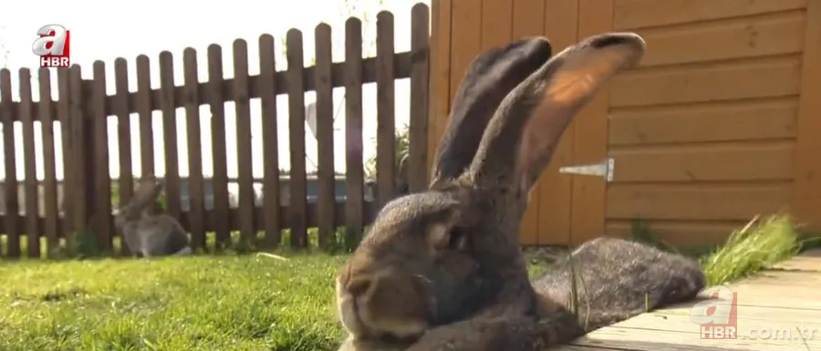 Dünyanın en büyük tavşanı çalındı! Getirine 11 bin TL ödül 4