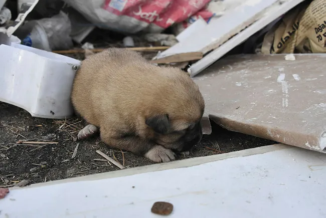 Konya'da barındıkları kulübe yakılarak 9 yavru köpek telef edildi - 2