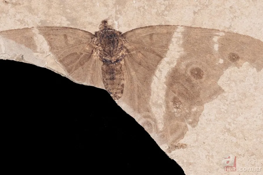 34 milyon yıl boyunca hiç bozulmadı: İşte dünyanın en eski kelebeği 2