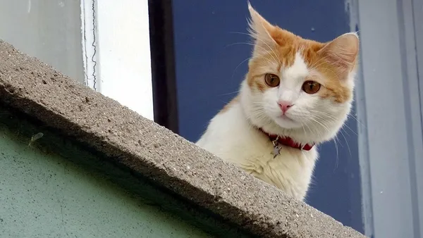 ruyada-kedi-gormek-ne-anlama-geliyor-kedi-gormek-ruya-tabirleri-1622595414713.jpg Rüyada kedi görmek ne anlama geliyor? Kedi görmek rüya tabirleri - 8