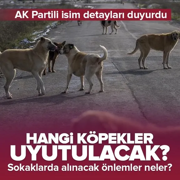 Hangi sokak köpekleri uyutulacak? Alınacak önlemler neler? AK Partili isim detayları açıkladı