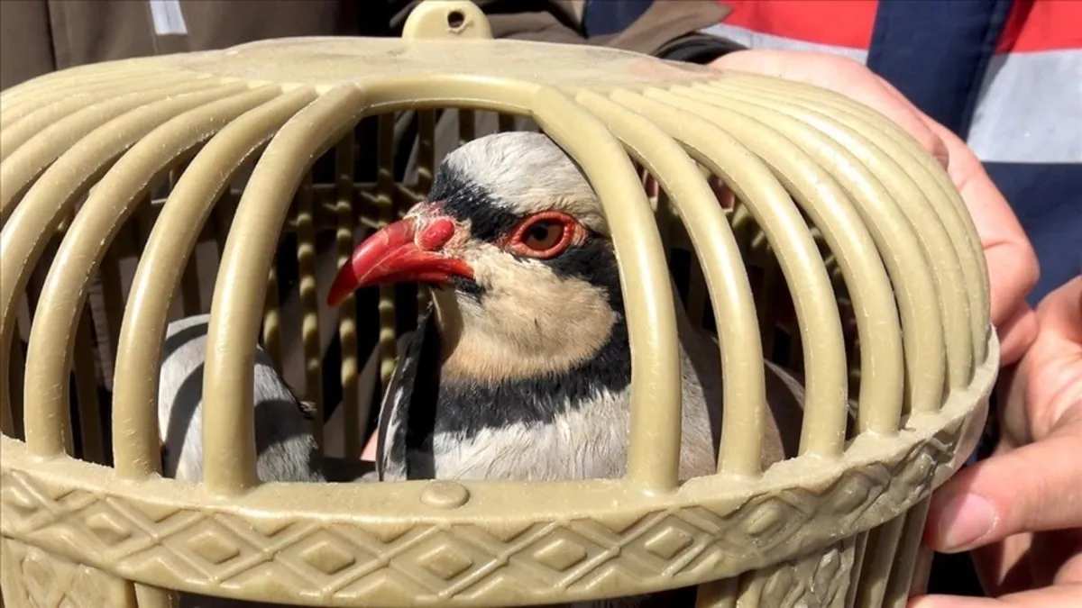 Van'da kaçak keklik avlayan kişiye ceza