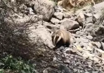 Batman'da nesli tükenme üzere olan porsuk görüntülendi