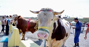 İstanbul’da sıra dışı güzellik yarışması! Kurbanlıklar podyumda