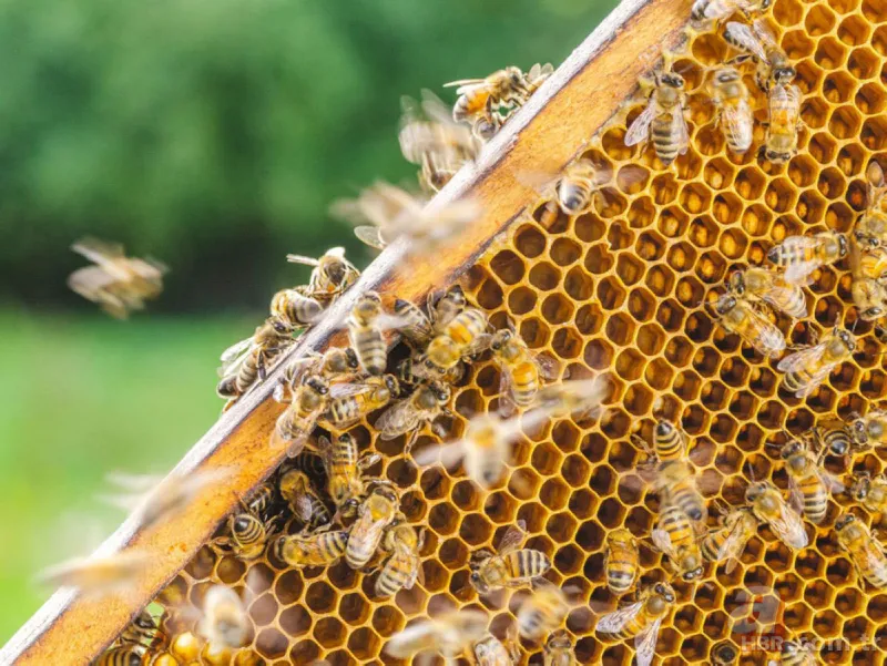 Bunu kışın içeceğine atan hasta olmuyor! Faydaları saymakla bitmeyen besin kansere geçit vermiyor 8