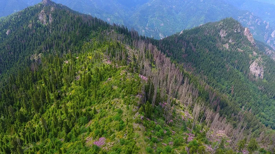 Son dakika | Artvin’de ladin ormanlarında büyük tehlike! İstila ettiler! Zararı 6 yılda 70 kat artırdı