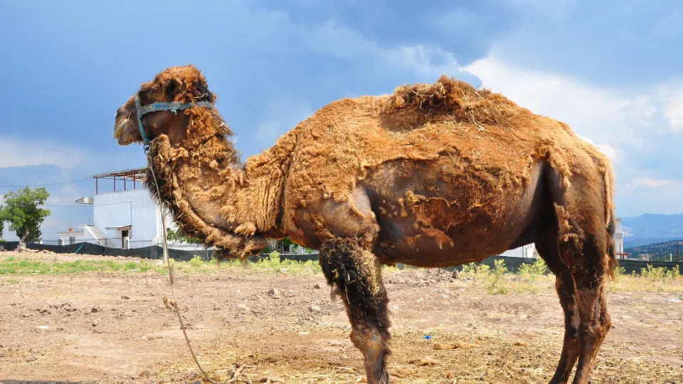 Şampiyon Çapkın kurbanlık pazarında! Fiyatı dudak uçuklattı