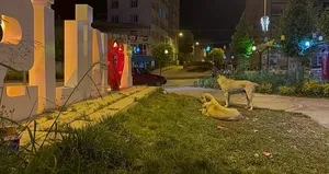 Başıboş köpekler Kilis’te vatandaşları isyan ettirdi