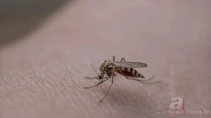 Sivrisineklerden nasıl korunulur? Sağlık Bakanlığı rehber yayımladı