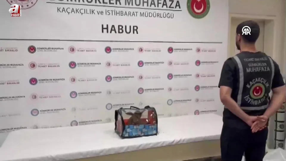 Habur Gümrük Kapısı’nda yasa dışı ticarete konu 3 şahin ile 2 makak maymunu ele geçirildi