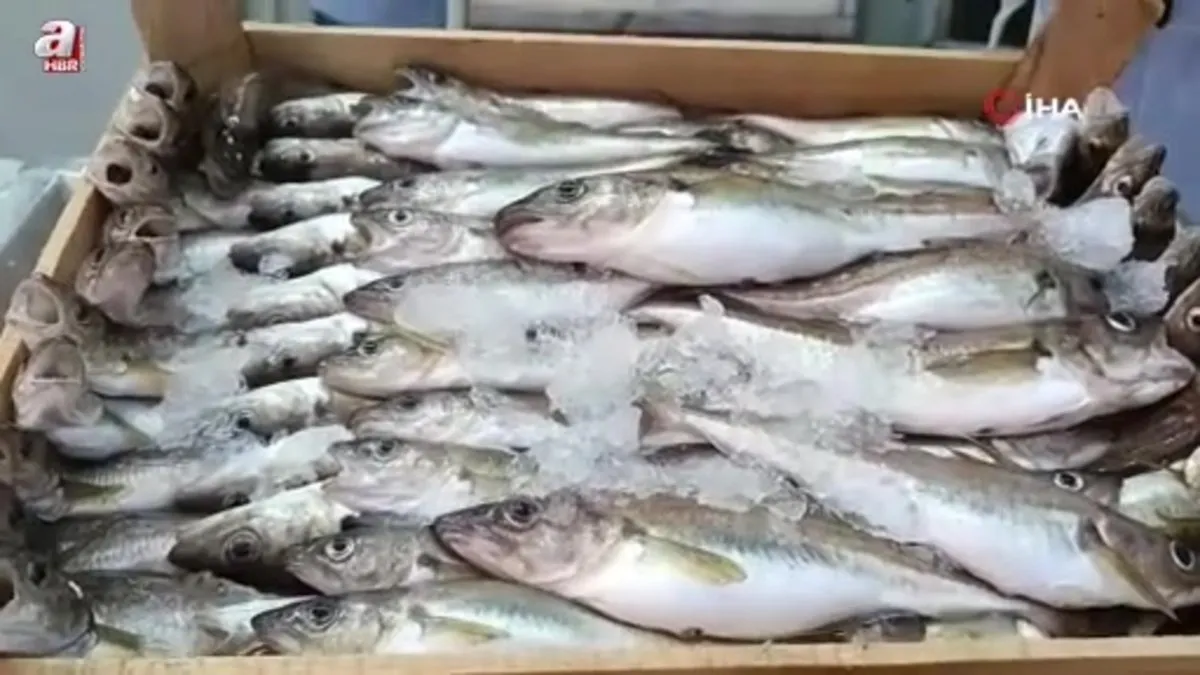 Bartın'da balıkçılar palamut için kestane karasını bekliyor