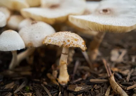 Hasadı başladı, tarım sektörünün umut ışığı oldu: 6 adeti 77 bin TL'ye alıcı buldu!