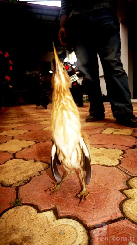 Kamufle olup ölü taklidi yaptı! Diyarbakır'da nesli tükenmekte olan hayvan köylüler tarafından fark edildi 7