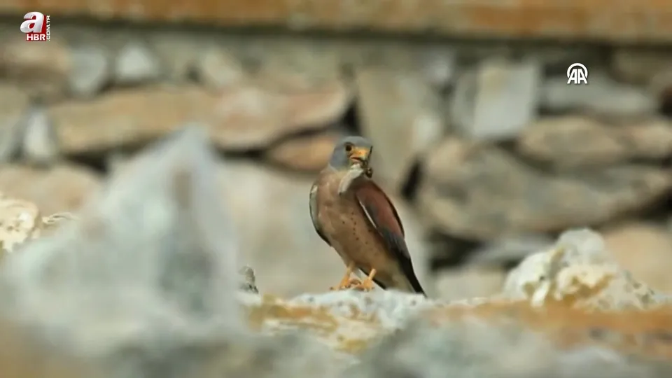Görüntüler Konya’dan! Belgeselleri aratmadı