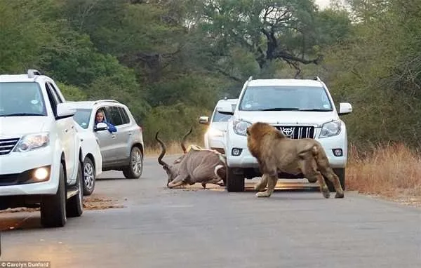 Güney Afrika’da otoyolda aslan dehşeti