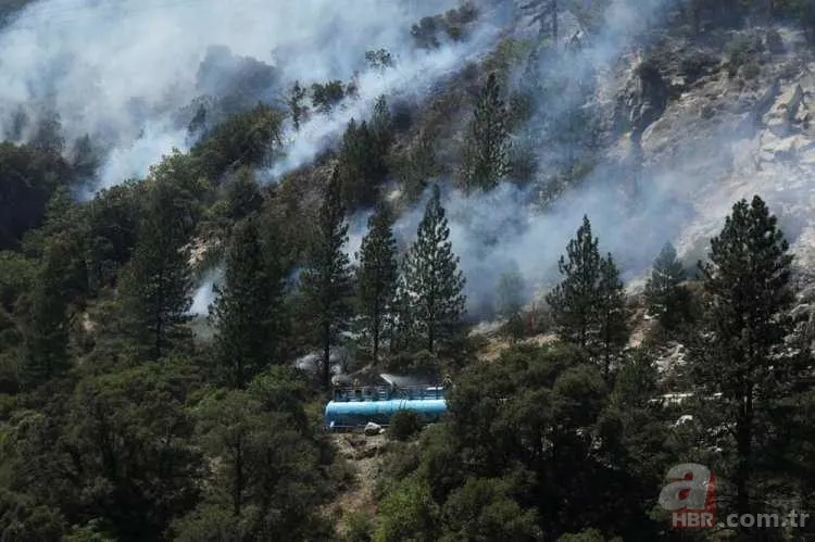 ABD'de dev orman yangını! 85 kilometrekarelik alan alevlere teslim 8