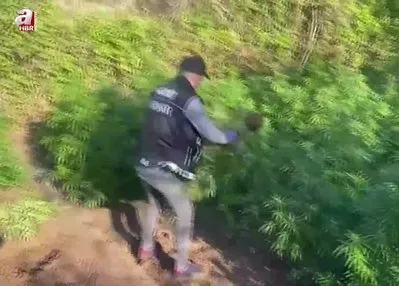Hevsel Bahçeleri’nde 30 bin kök Hint keneviri ele geçirildi