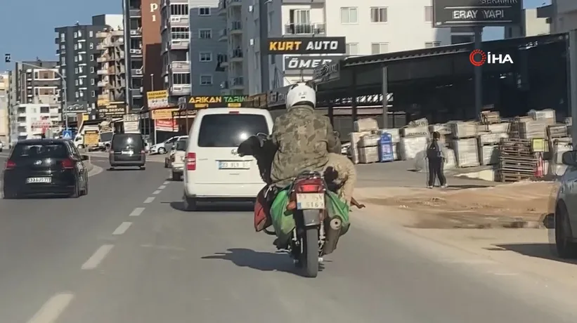 Trafikte şaşkına çeviren manzara! Kucağında götürdü