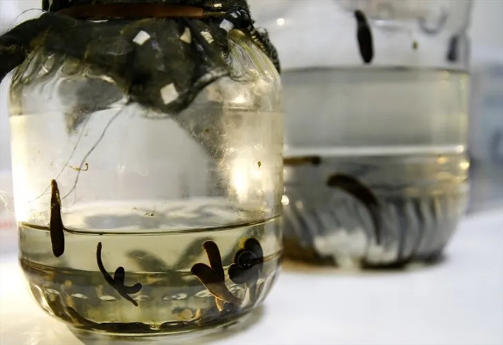 Sülüklerin nesli tükenme tehlikesiyle karşı karşıya! Uzmanlar uyardı…