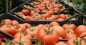 Domates ihracatına izin şartı geldi