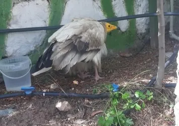 Adıyaman'da tedavi edilen akbaba doğaya salındı