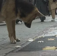 Mazgalın içini izleyen köpeğin sırrı ortaya çıktı
