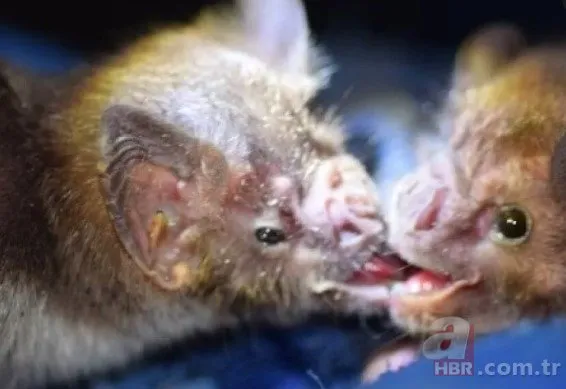 Vampir yarasalar neden sadece kan ile besleniyor? Gerçek ortaya çıktı