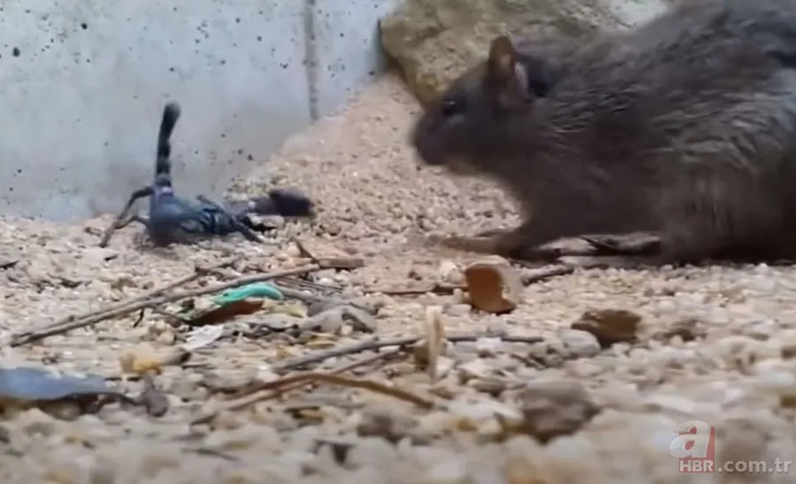 Görüntüler Türkiye’den… Havalar ısınınca ortaya çıktı! Gece uykudayken akrep soktu 21