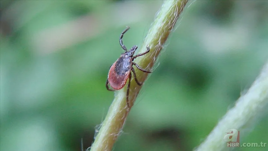 Türkiye Kene Haritası 2025 | Hangi illerde hangi kene türü var, zararlı mı? Yoğun oldukları bölgeler nereler? 2