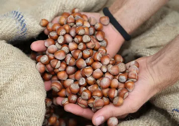 Türkiye fındığını dünyaya sattı