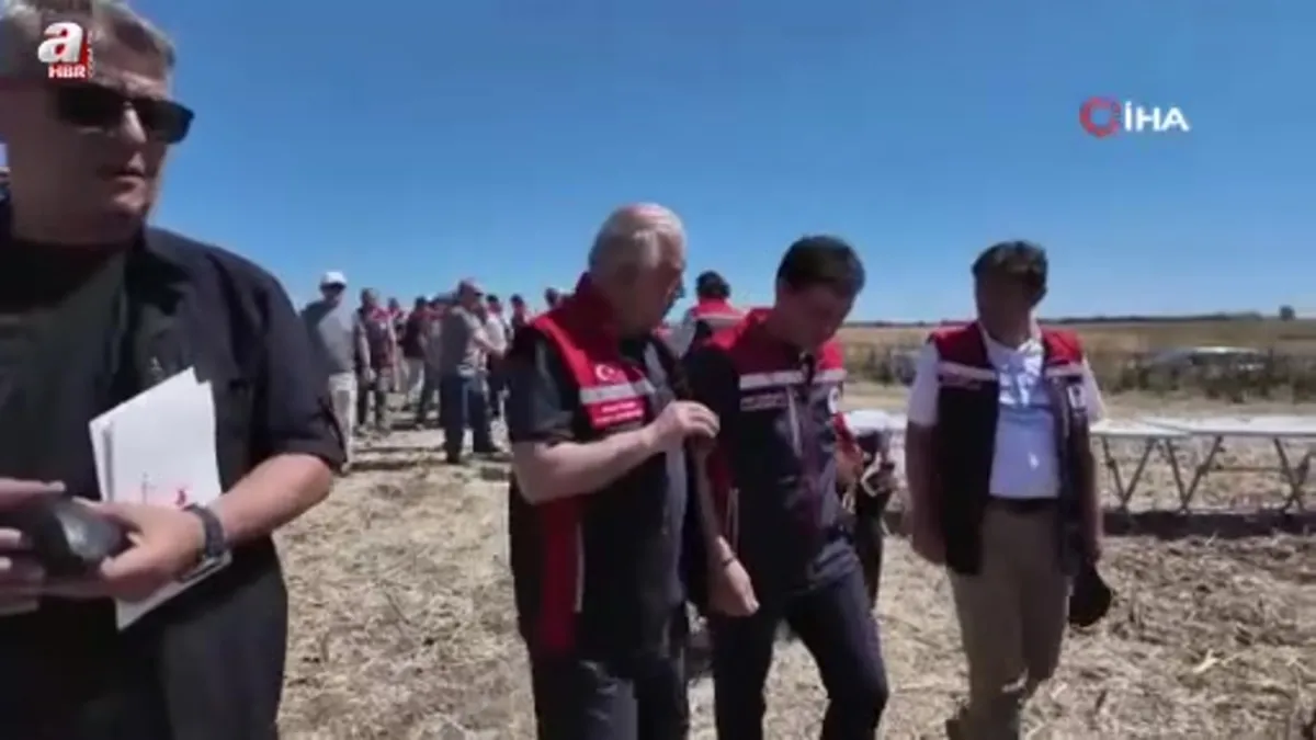 Silivri'de konala ve buğday hasadı başladı